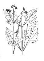 J1477.jpg J1477.jpg