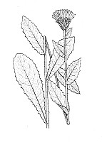 J1486.jpg J1486.jpg