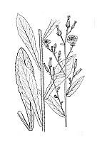 J1505.jpg J1505.jpg
