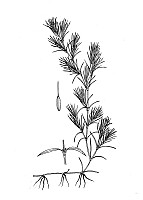 J1524.jpg J1524.jpg
