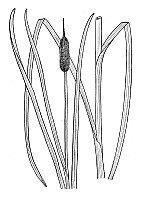 J1545.jpg J1545.jpg