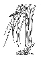 J1549.jpg J1549.jpg