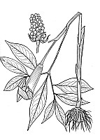 J1551.jpg J1551.jpg