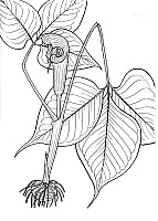 J1556.jpg J1556.jpg