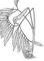 J1557.jpg J1557.jpg