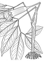 J1558.jpg J1558.jpg