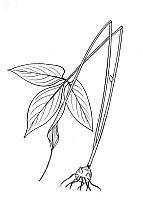 J1559.jpg J1559.jpg