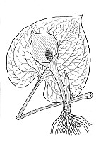 J1560.jpg J1560.jpg