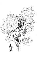 J1685.jpg J1685.jpg