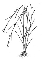 J1703.jpg J1703.jpg