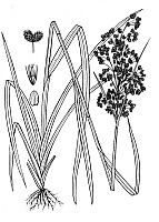 J1711.jpg J1711.jpg