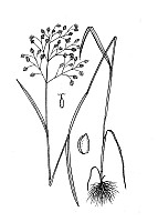 J1736.jpg J1736.jpg
