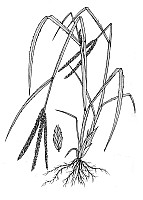 J1763.jpg J1763.jpg
