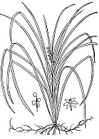 J1885.jpg J1885.jpg