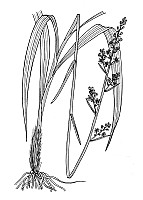 J1915.jpg J1915.jpg