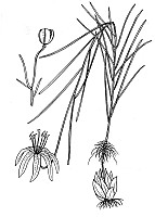 J1955.jpg J1955.jpg