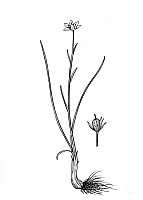 J1964.jpg J1964.jpg